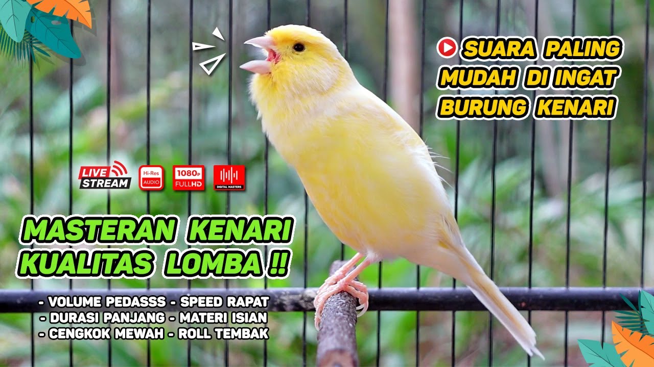 Pancingan Suara Kenari Gacor‼️ Ampuh untuk Masteran Kenari Muda dan Terapi Kenari Macet Bunyi 547