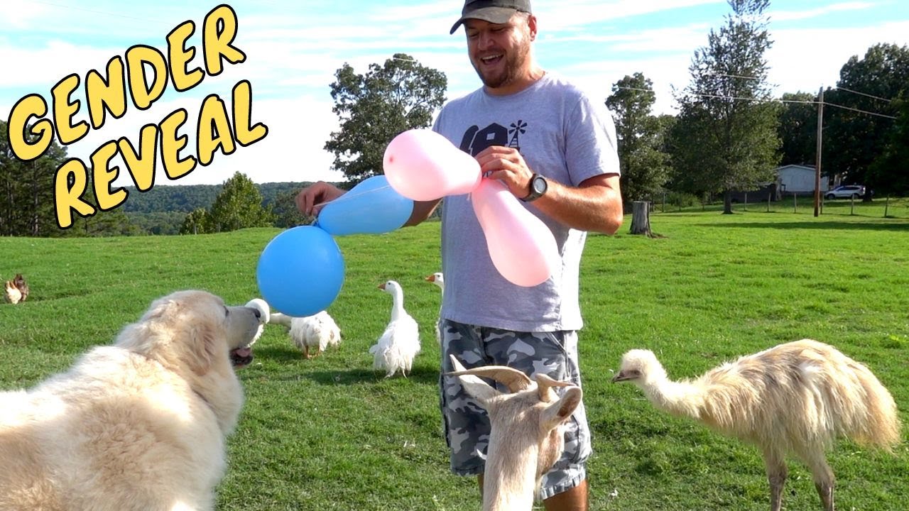 GUARD DOG HOST EMU GENDER REVEAL PARTY