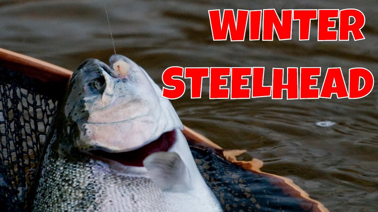 Winter Run Steelhead