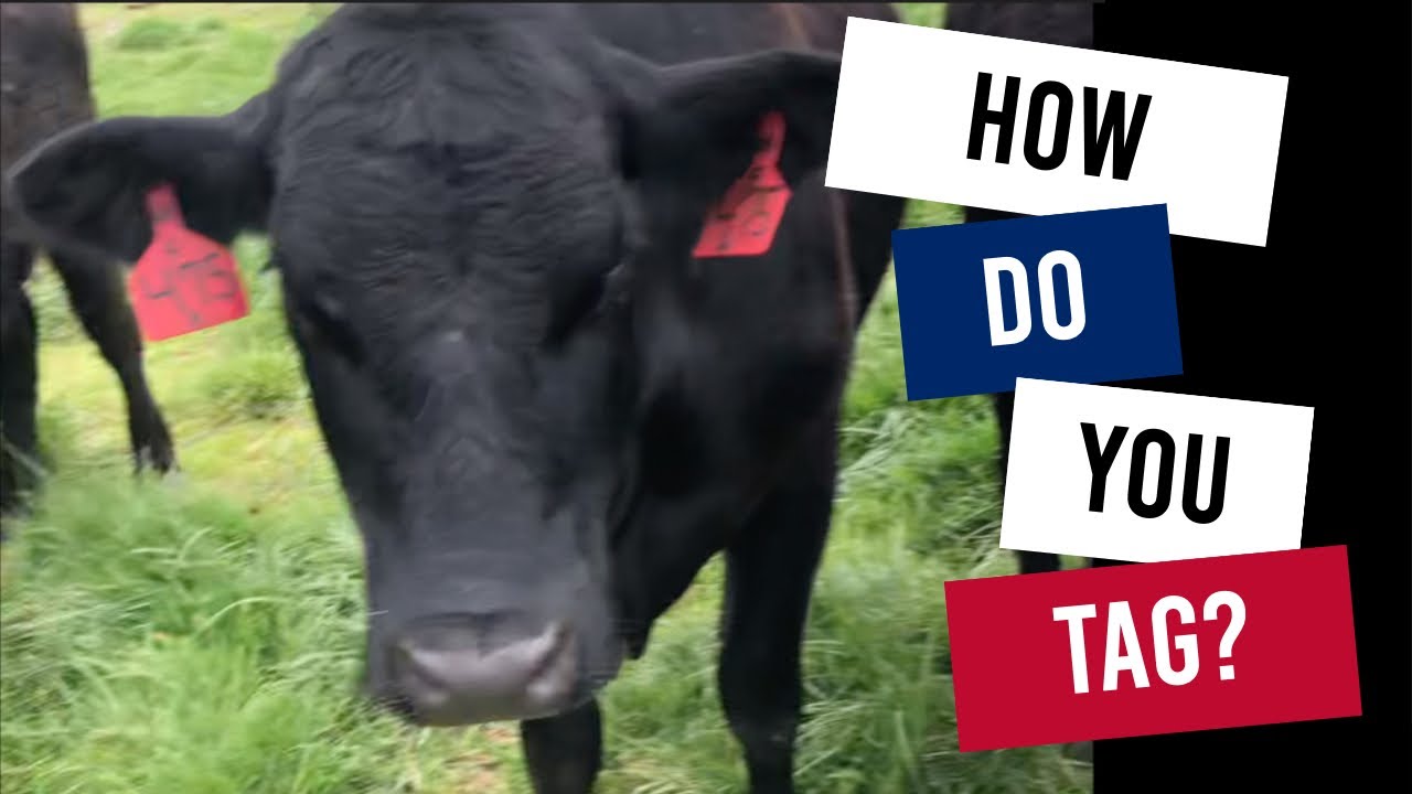 How to Use Ear Tags for Cows