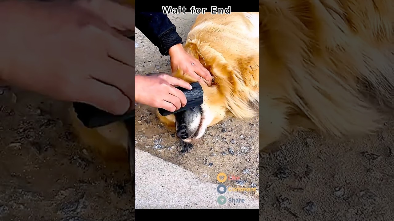 Funny video🐕 