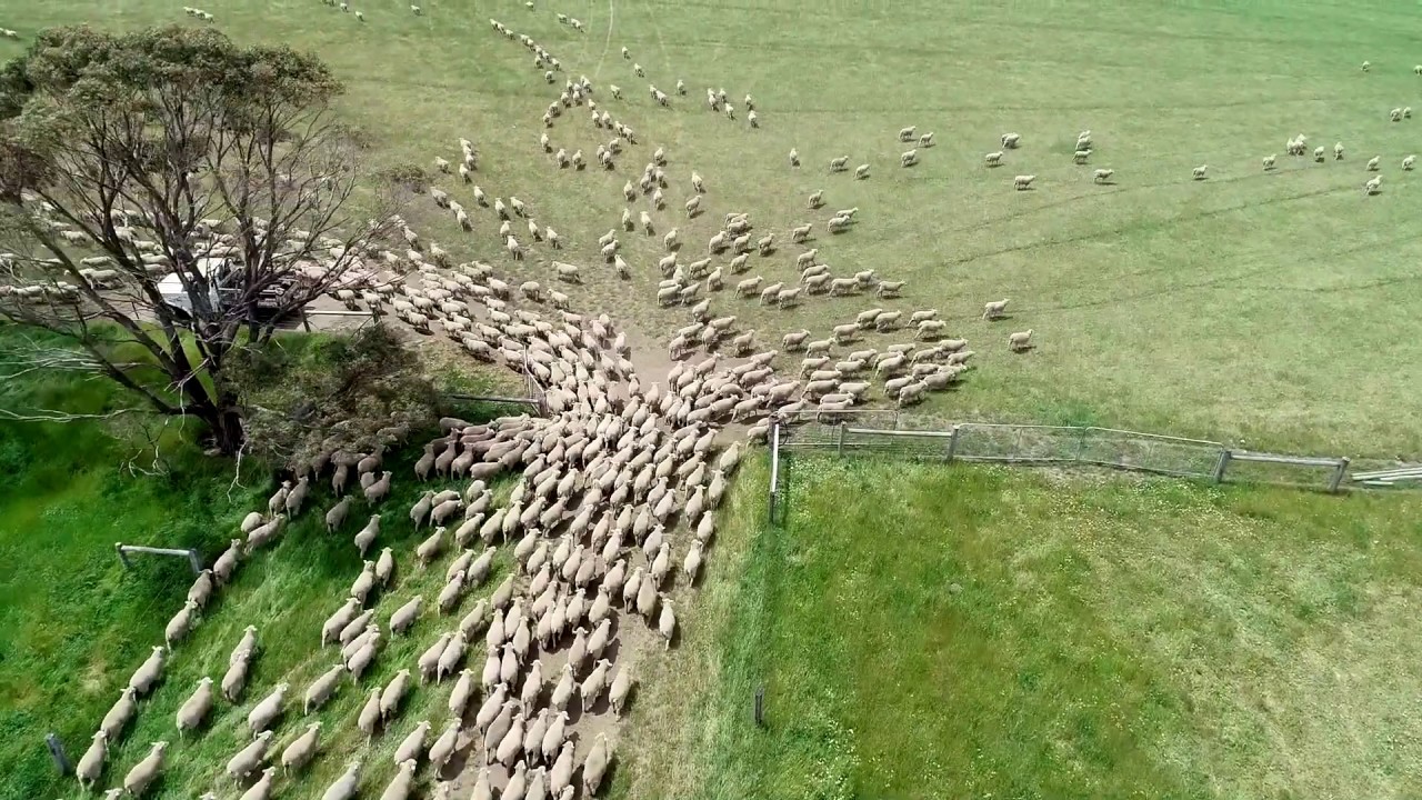 Why Numnuts® for Lamb Marking is Good News for Sheep