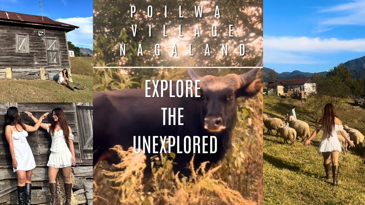Poilwa Village, Nagaland #travel #nagaland #nature #sheepfarming #gayal #ox #mithun #farm 