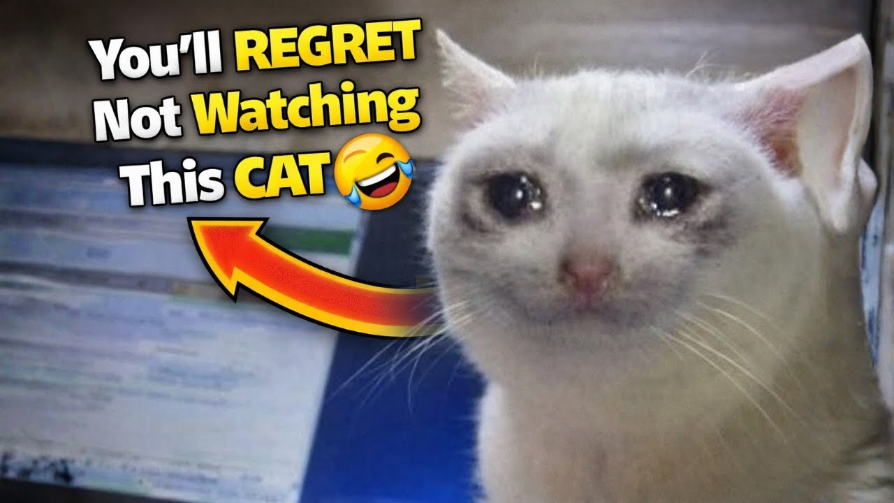 You’ll Regret Not Watching This Cat 😹 | Instant Laugh