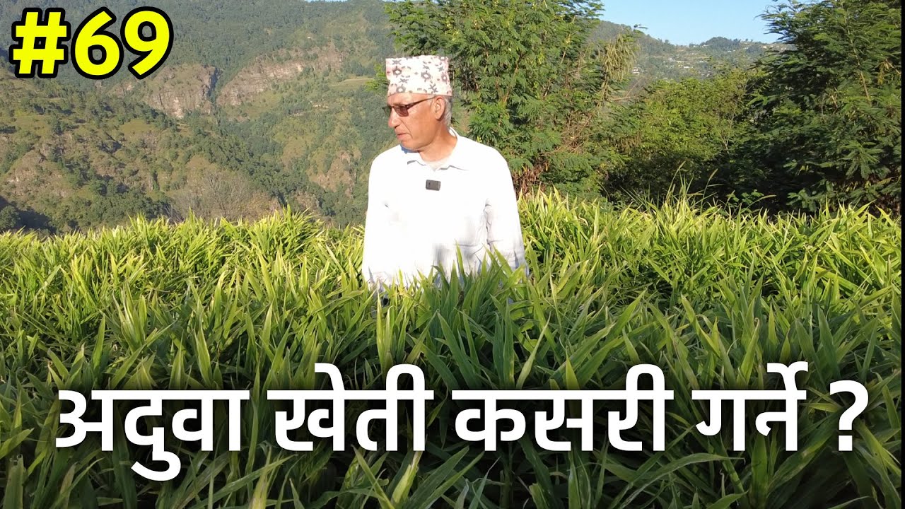 Ginger Farming in Nepal अदुवा खेती कसरी गर्ने  Aduwa Kheti Kasari Garne | Krishika Kura 9766595195