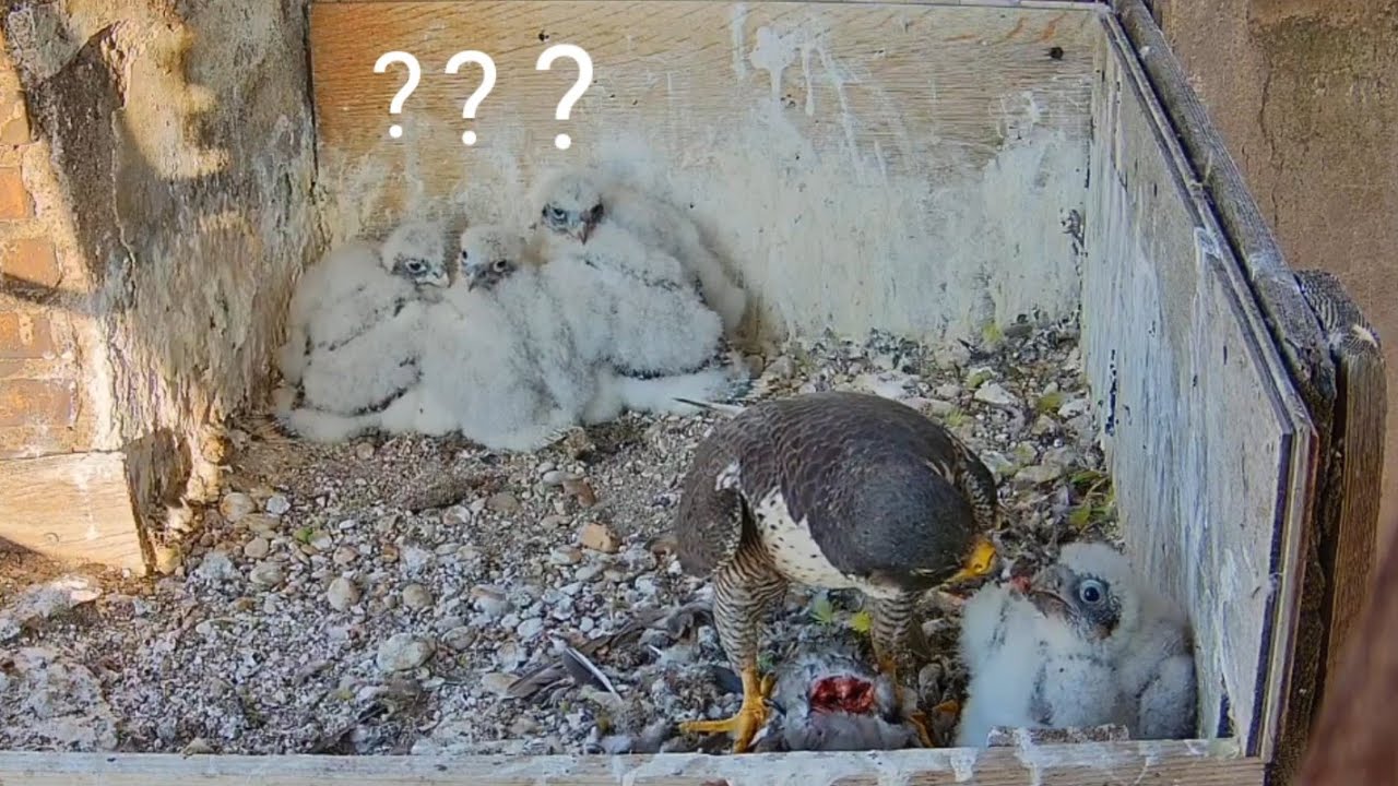Breakfast start with private feeding | Peregrine Falcons Nest | May 1, 2025