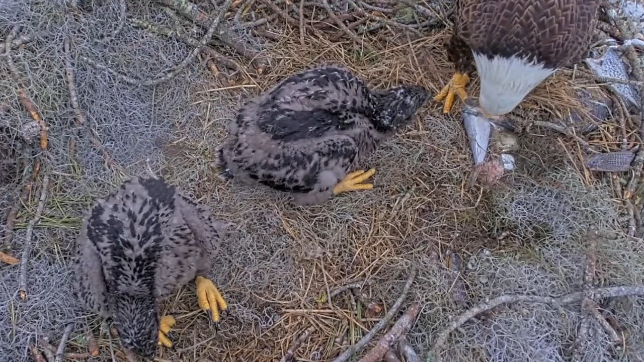 Eagle Mom feed both eaglets | NEFL Bald Eagle | Feb 5, 2026