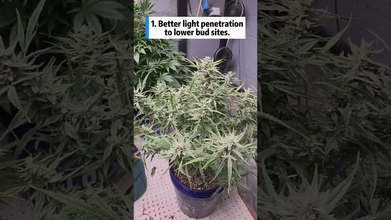 Pruning Strawberry Milk & Qookies Before Harvest | Blow Shmogan Grow Tips