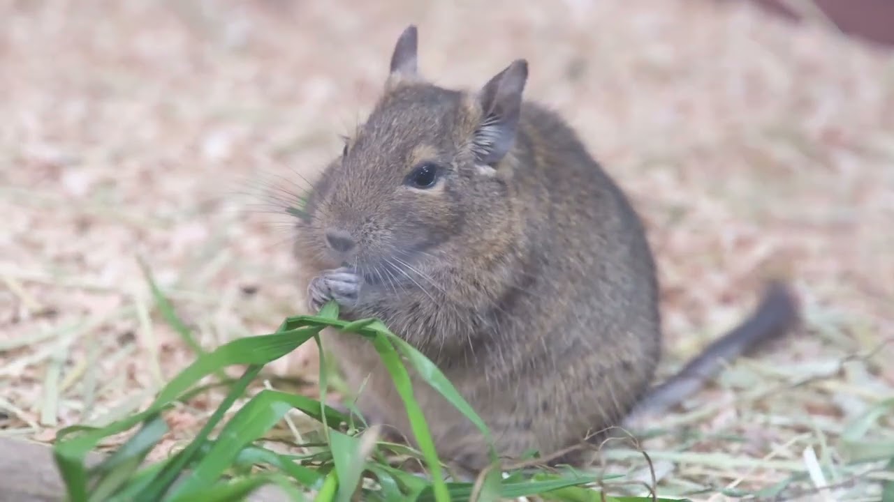 デグー　４