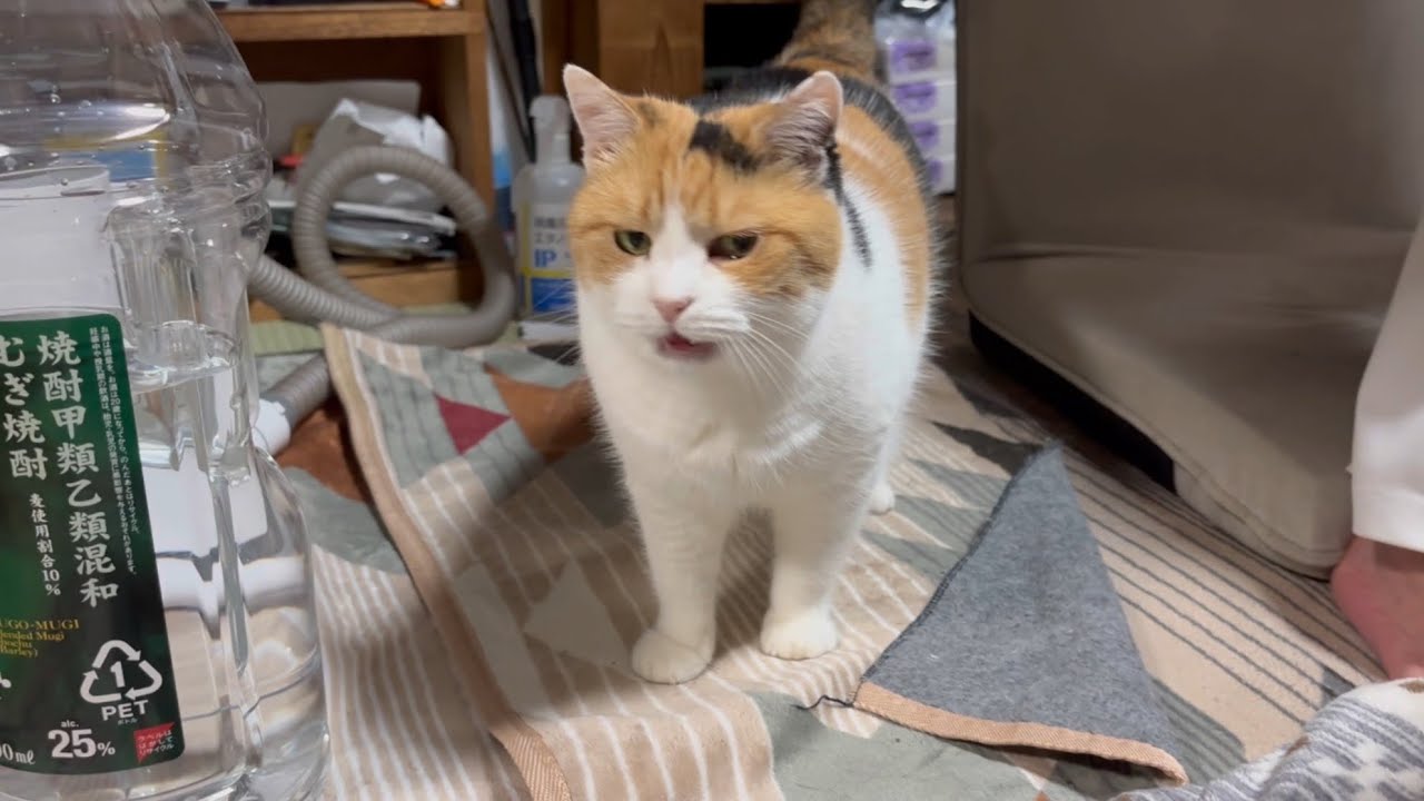 【三毛猫】いち早く父に撫でてもらいたいミケ（2025年6月21日）