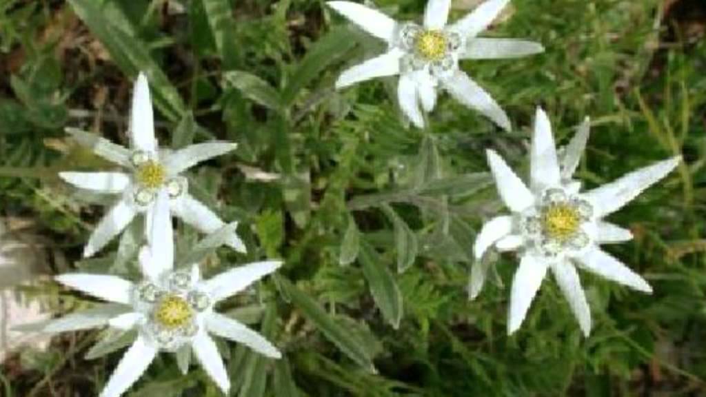 STELLA ALPINA valzer)