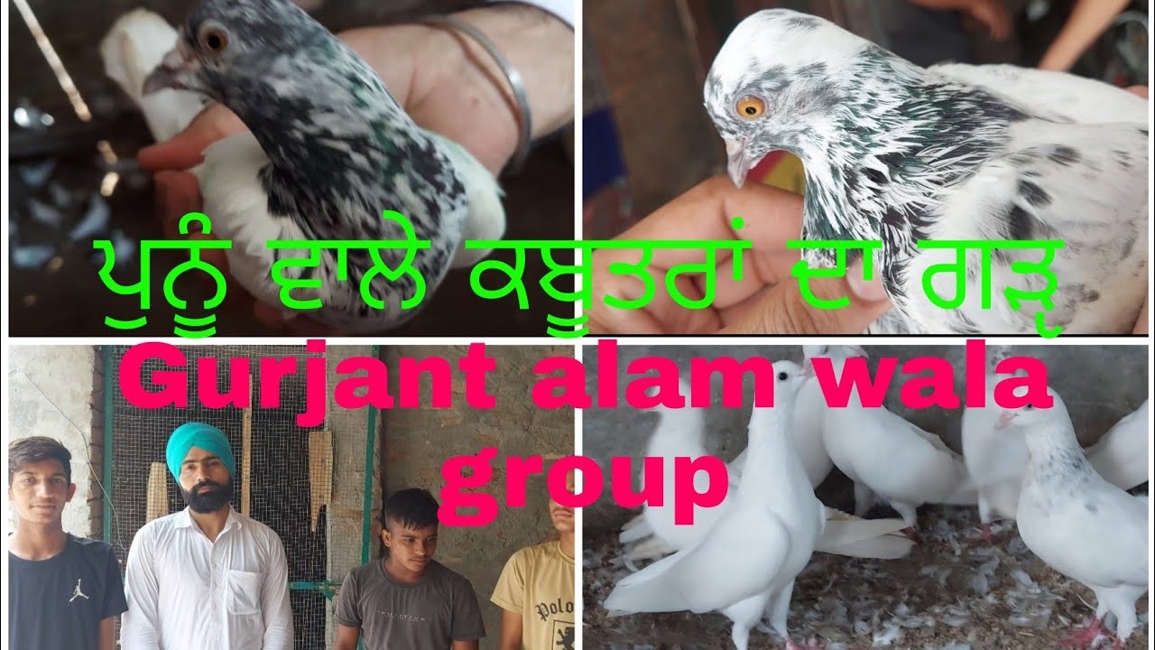 fouji de punnu wale kabooter. ਲੋਅ ਨੂੰ ਖਾਂਦੇ ਨੇ ਇਹ ਕਬੂਤਰ।  9888306910ਫੌਜੀ ਨੇ ਵੀ ਸਿਰਾ ਕੀਤਾ ਪਿਆ ।
