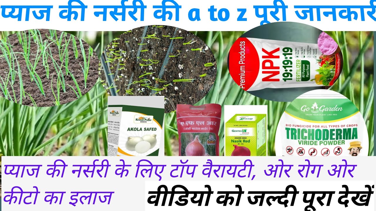 ''प्याज की नर्सरी की पूरी वैज्ञानिक विधि 🌱। 100% नर्सरी ऐसे तैयार करे । Onion nursary complete guide