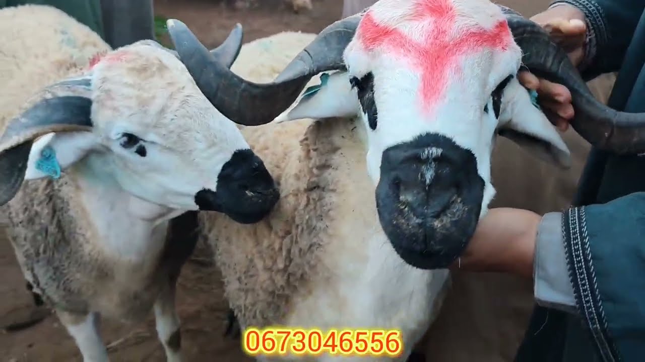 مباشرة من قلب سوق الاربعاء بني عامر اقليم قلعة السراغنة بتاريخ /2/2026 /11أتمنة المواشي 🐑🐑🇲🇦