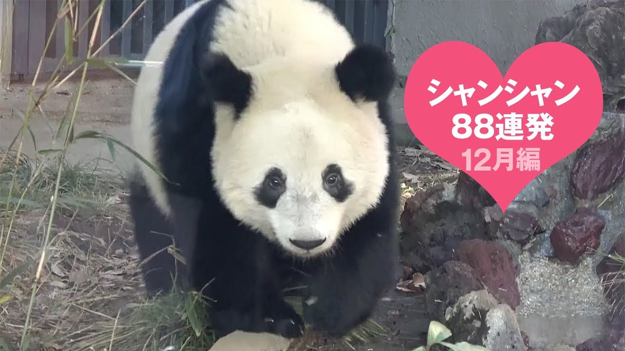 厳選シャンシャン88連発　2018年12月編【永久保存版】　Giant Panda Xiang Xiang