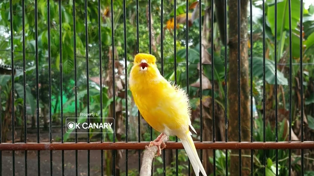 Дрессировка молодой канарейки: Формирование паттернов пения с раннего возраста