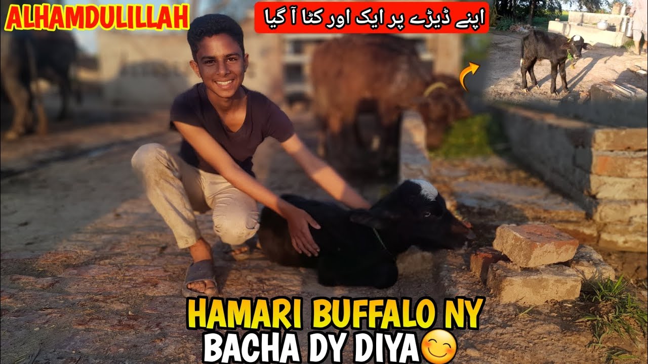 ALHAMDULILLAH | HAMARI BUFFALO NY BACHA DY DIYA & Abdul wahab vlogs 