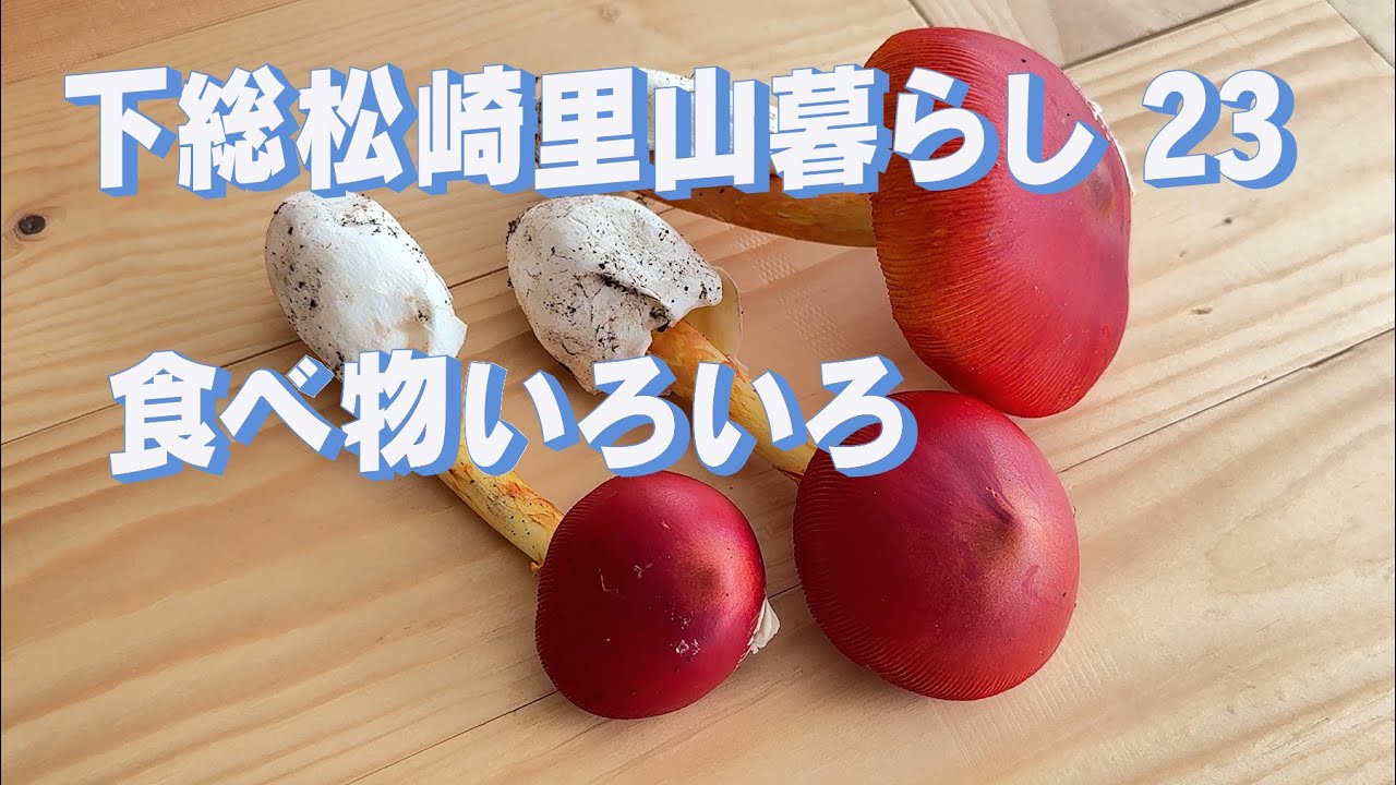 「生きるを楽しむ」Cocoroa通信248　下総松崎里山暮らしの23　タマゴタケ　柿酢　いろいろ