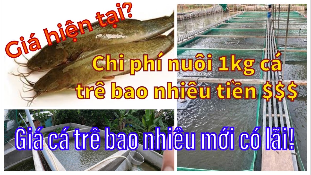 Chi Phí Nuôi Một KG Cá Trê Bao Nhiêu Tiền? Cá Trê Nuôi Giá Bao Nhiêu Có Lãi? Giá Cá Trê Hiện Tại Là?