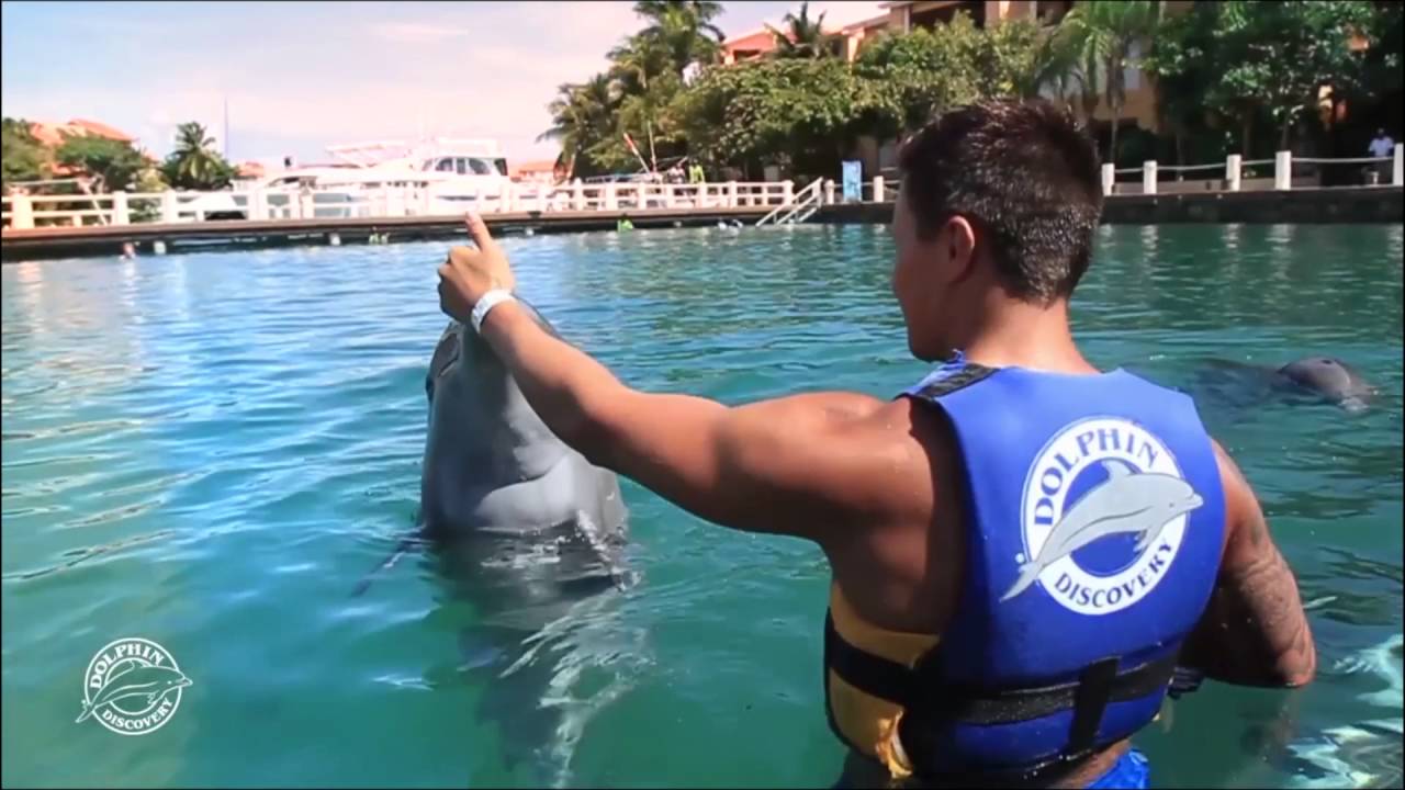 Swim Adventure Riviera Maya | Dolphin Discovery