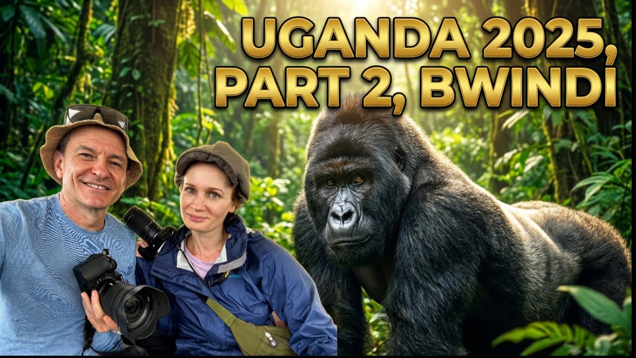 Bwindi Gorilla Trekking — наша реальная встреча с горными гориллами | Уганда 2025