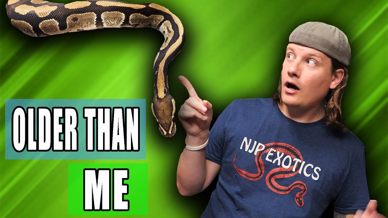 Is my OLDEST Snake OK?