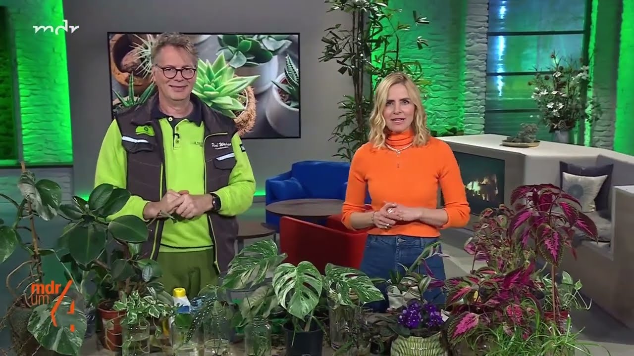 🌻Zimmerpflanzen vermehren🌿