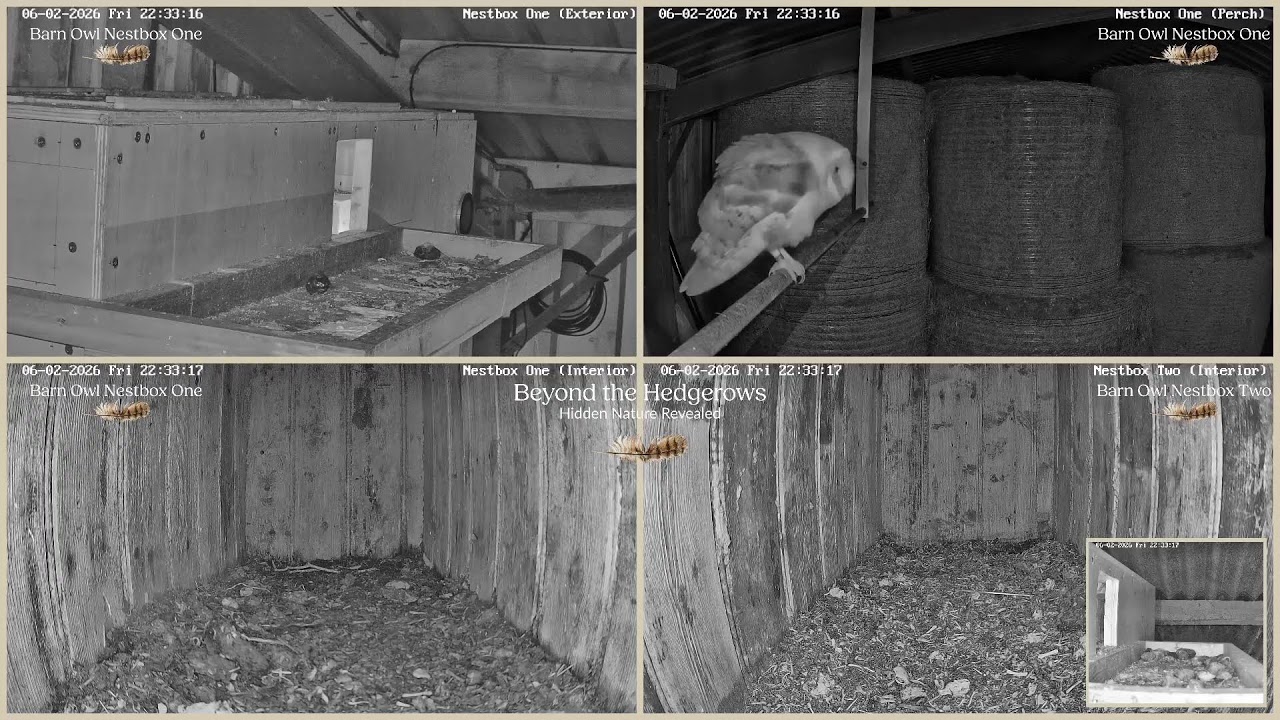 🔴 LIVE OWL CAMERAS | Barn Owls & Tawny Owls | Cumbria, UK