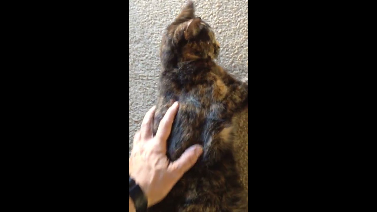 cat seizure, 17 year old cat
