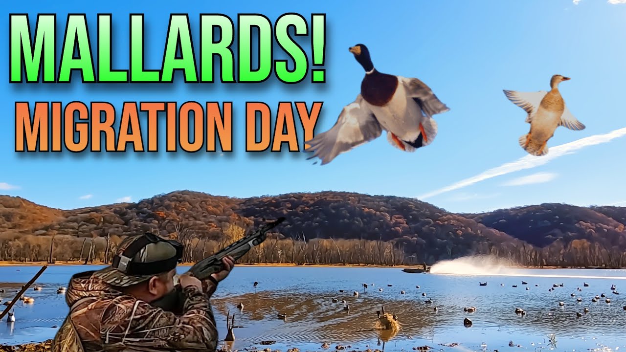 NOVEMBER MALLARDS on a MIGRATION DAY! Mississippi River Duck Hunting