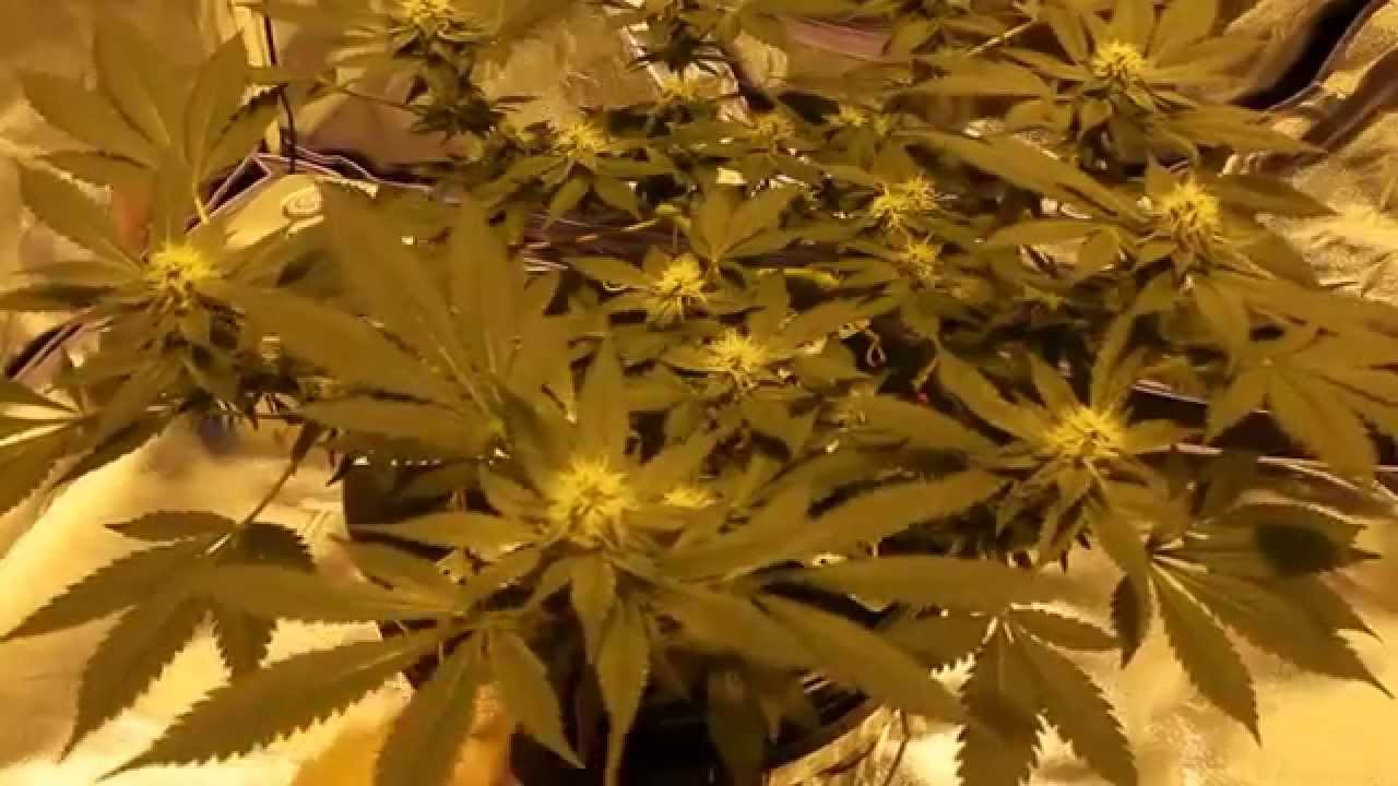 Blue Widow Medical Grow