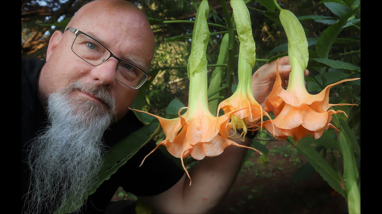 Amazing Angel Trumpet Flowers Brugmansia FULL HD