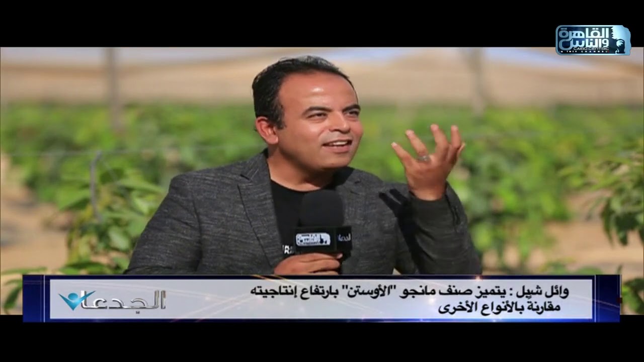 الجدعان فى مزارع وائل شبل اشهر منتج ومصدر لمحصول المانجو فى مصر