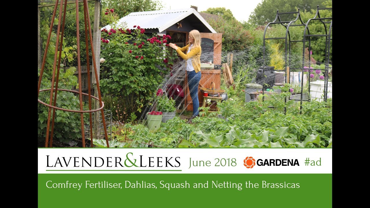 Lavender and Leeks - June 2018 - Comfrey Fertiliser, Netting the Brassicas and a new Sprinkler!