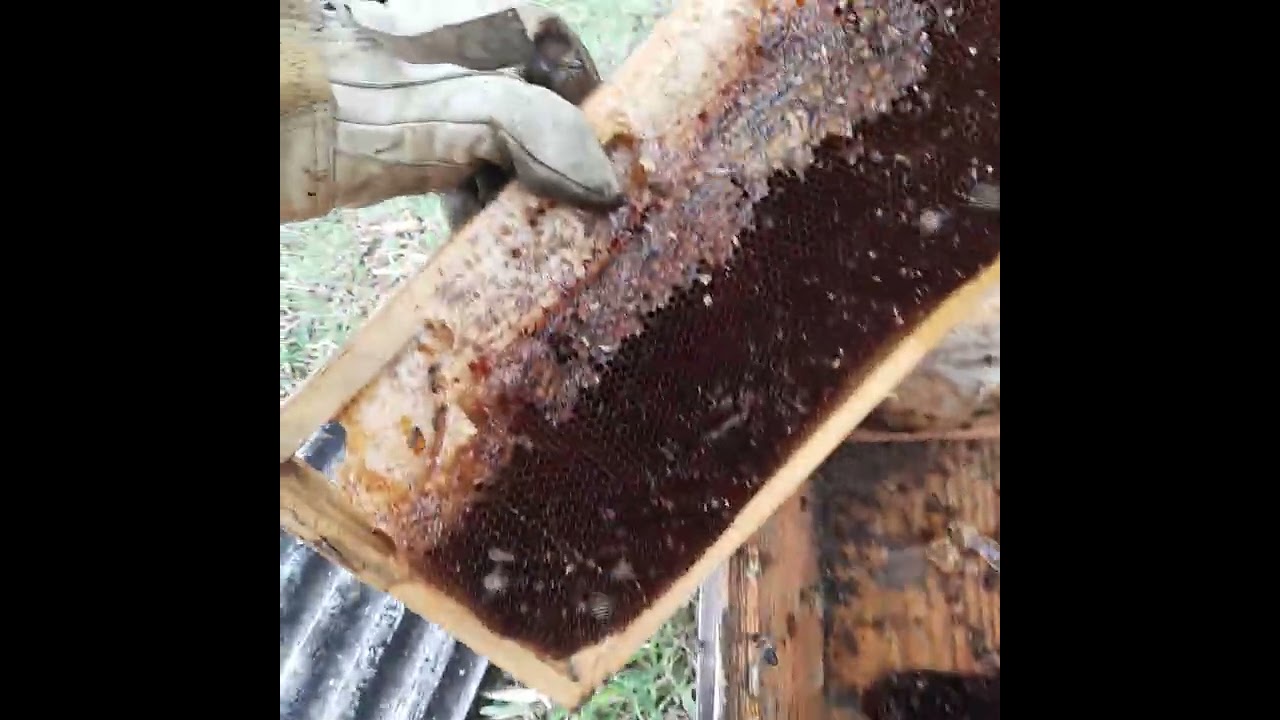 Teia de Aranha dentro da Colmeia ?! Traça e Forídeo perdi mais um enxame !