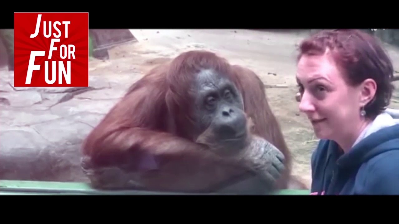 Epic Animals Fails | Funny Video | 2016