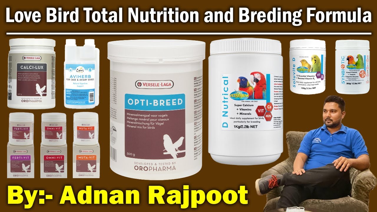 Love Bird Breeding Formula and Total Nutrition for Breeding Session | Lovebird Breeding | Lovebird