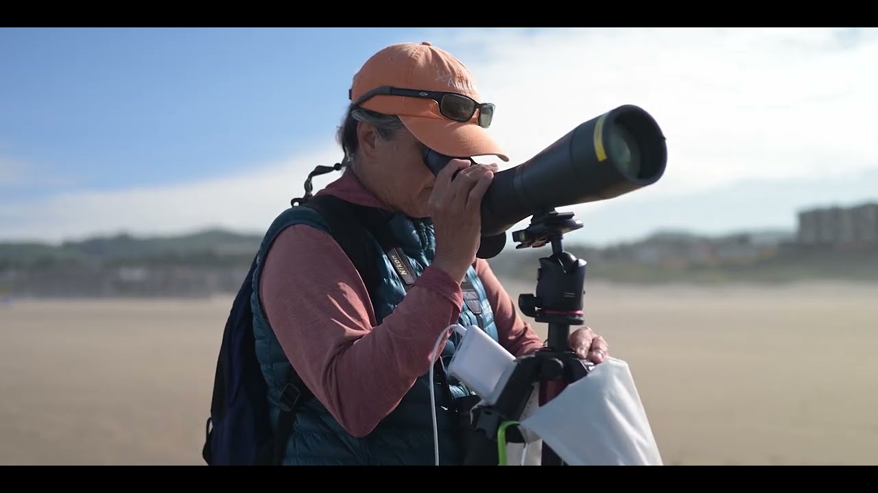 Tufted Puffins: Stop The Decline