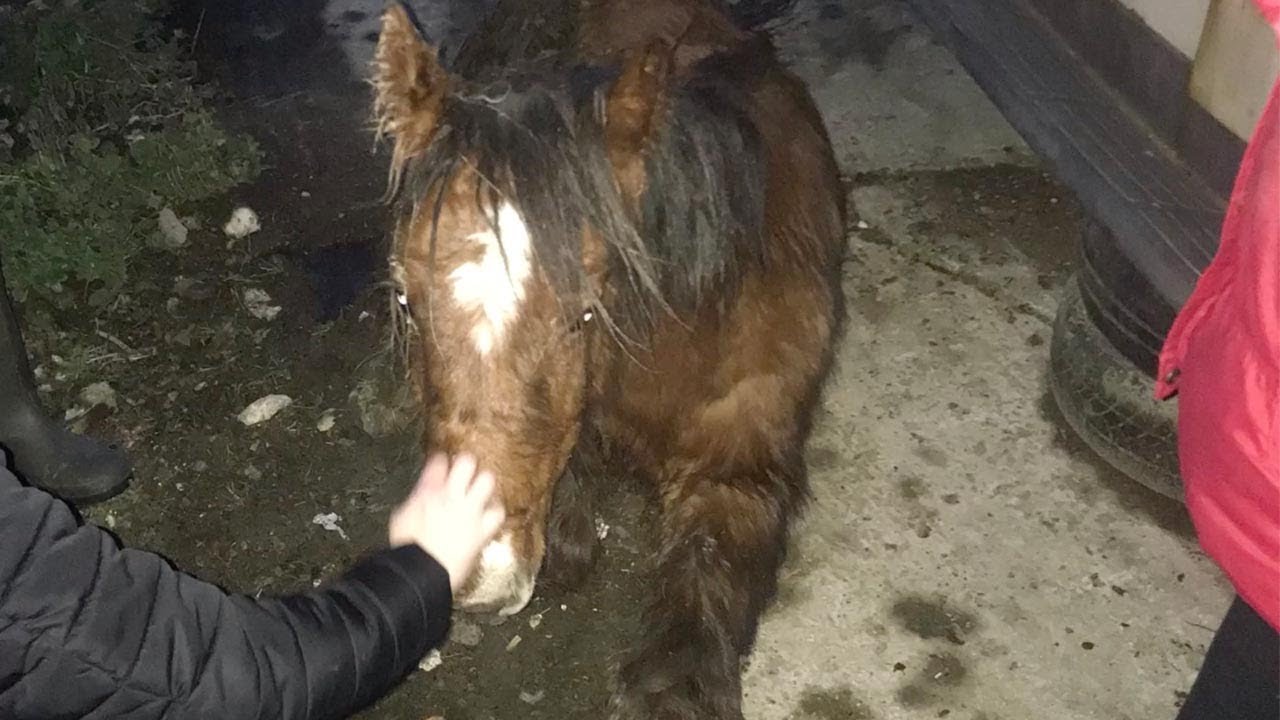 Abandoned Horse Rescued From Road