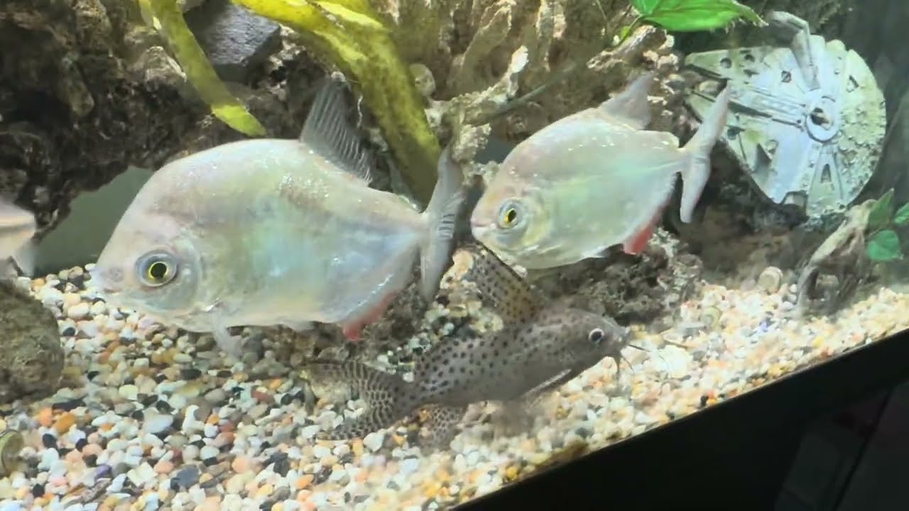 Feeding my entire fish room! Updates + new fish?!