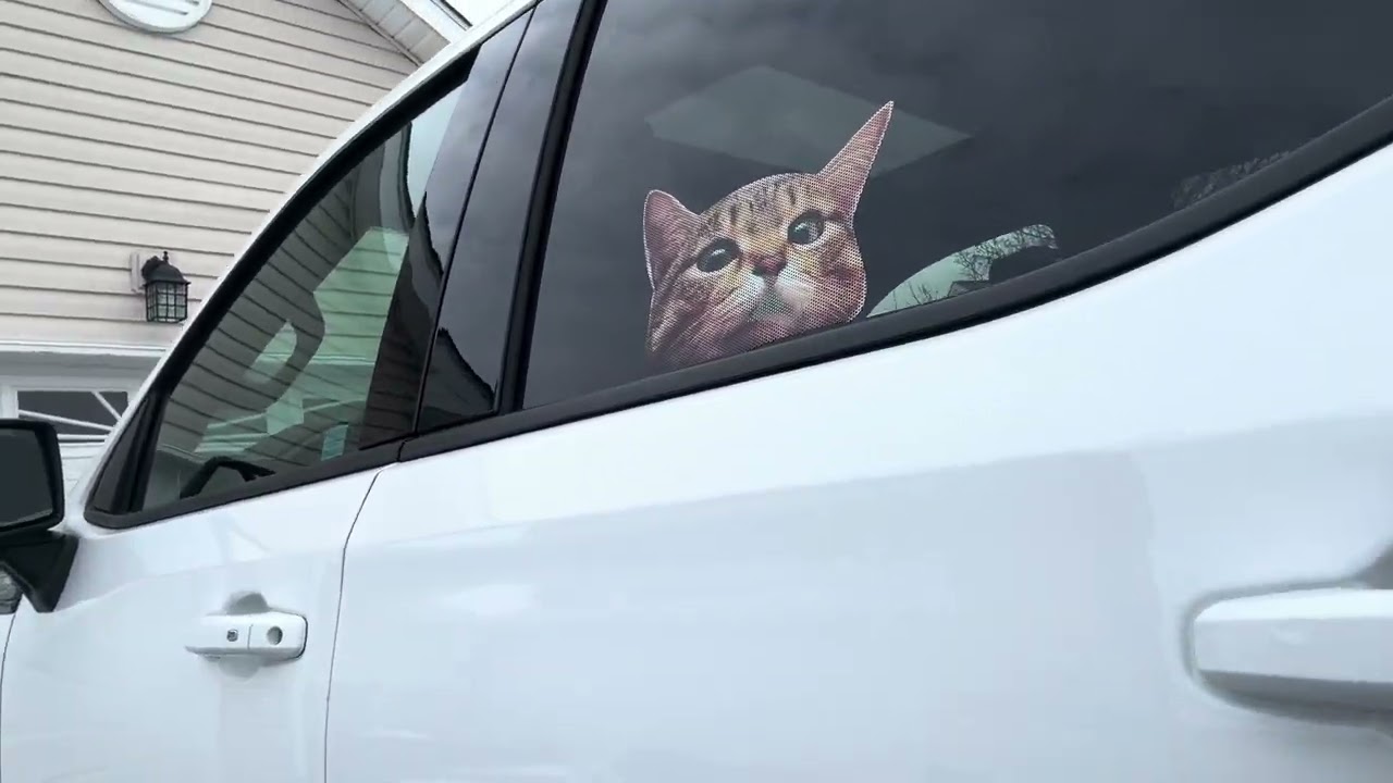 Feeding my dads birds and Leo