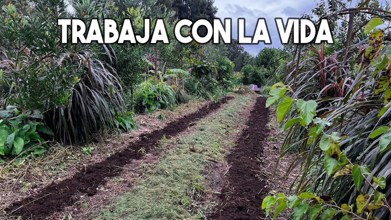 IMPORTANCIA de HERBÁCEAS y PASTOS en un BOSQUE DE ALIMENTOS