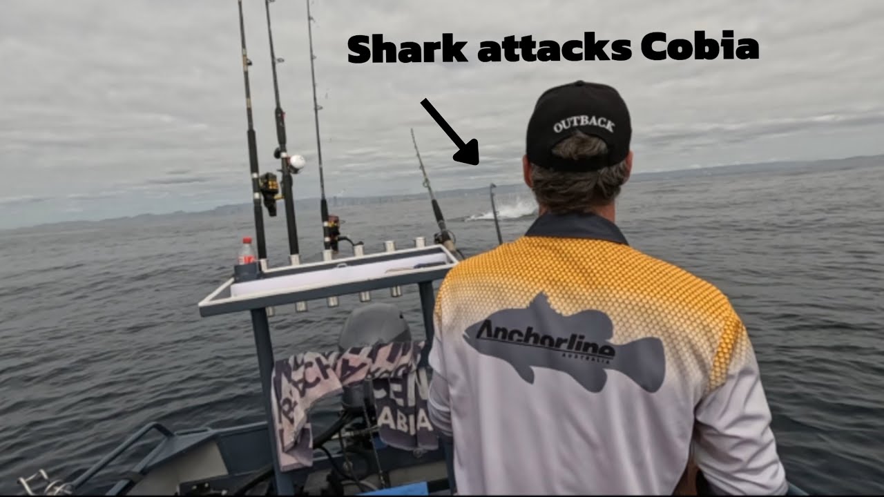 Catching Cobia & Snapper - Offshore Fishing Gold Coast