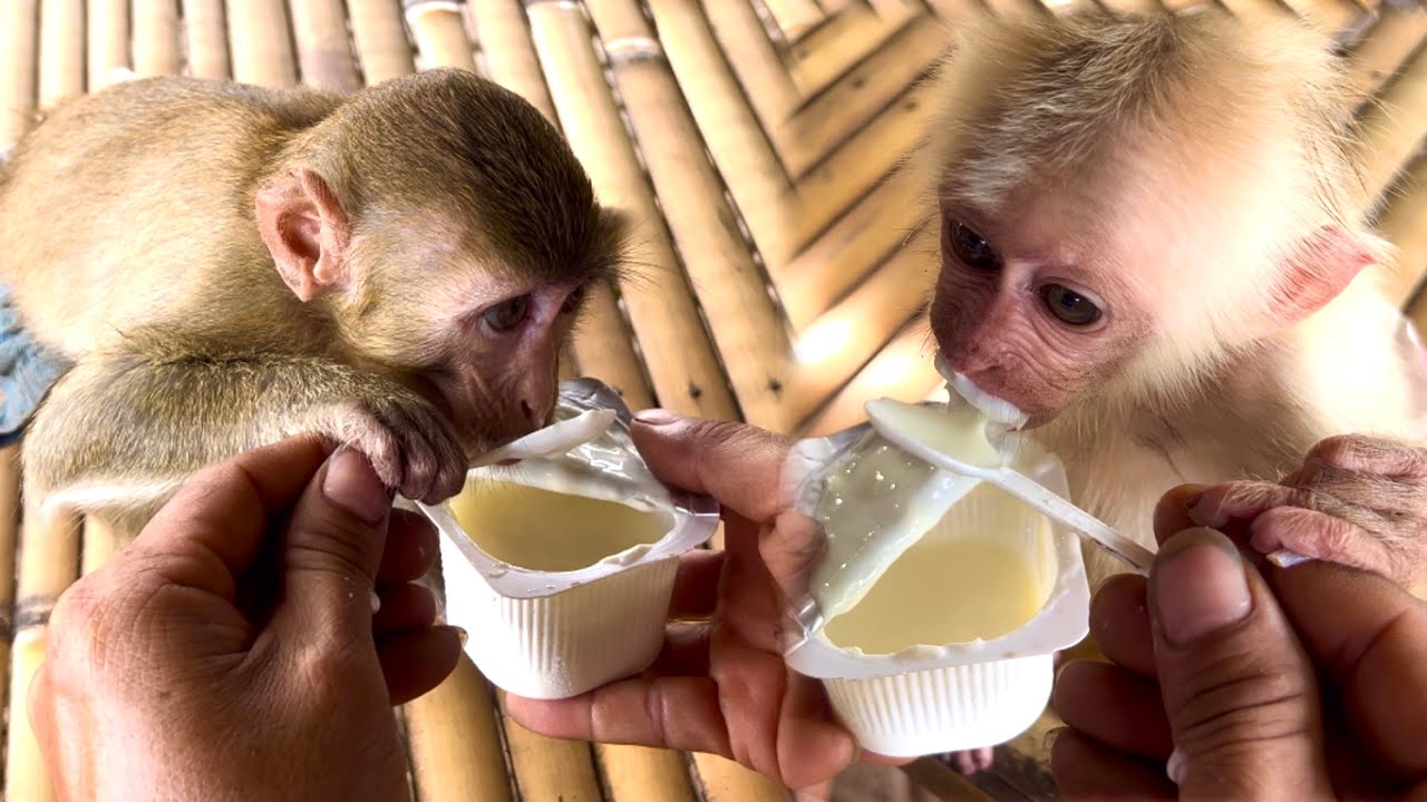 BiBi and BR enjoy eating yogurt in the cool afternoon.