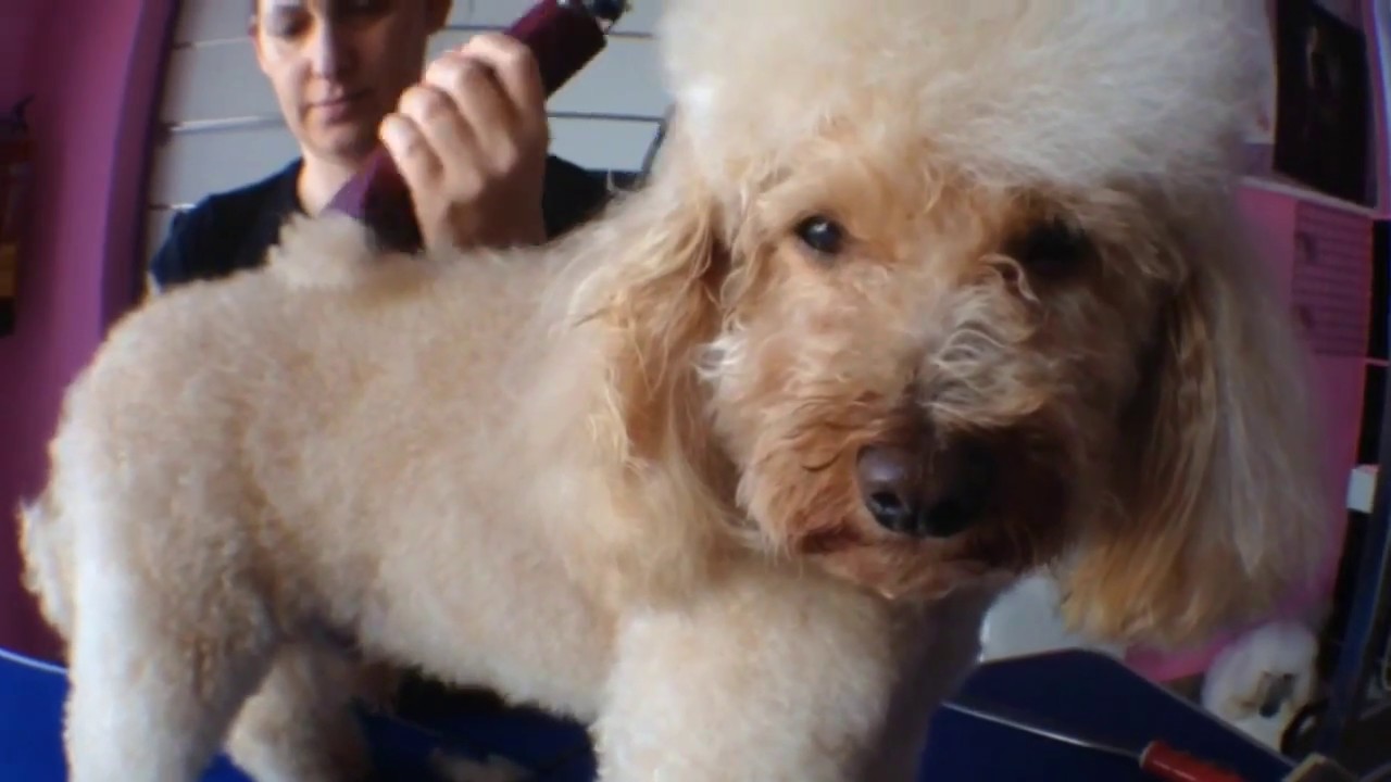 Caniche - Peluquería Canina Nanuka Style - Trasto