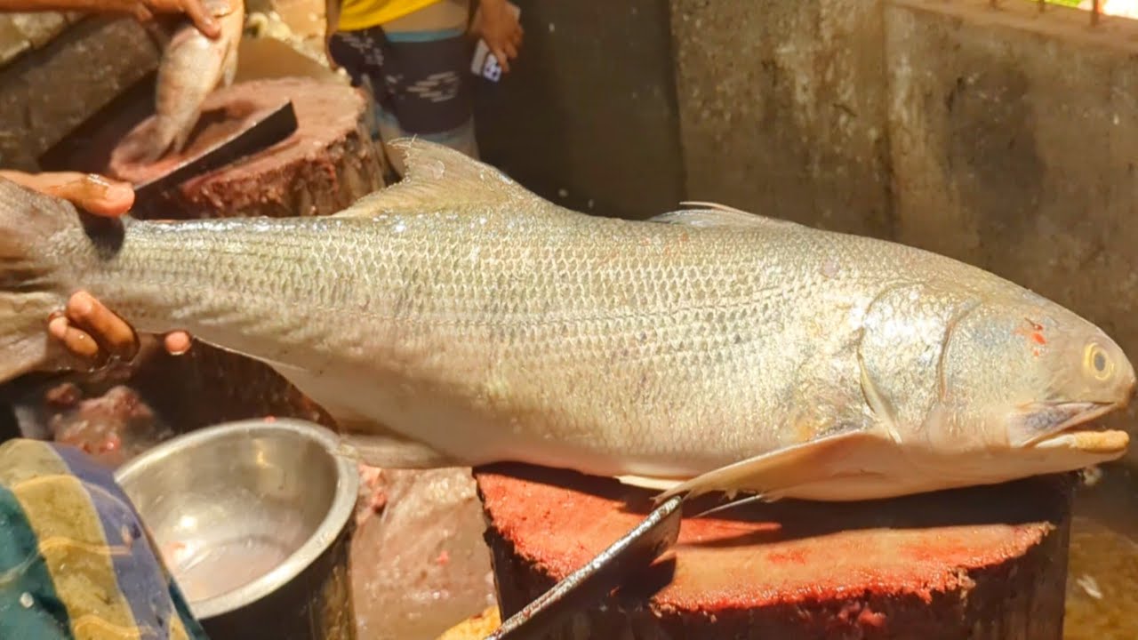 Expensive Fish Cutting Skills | Huge Salmon Rawas Fish Cutting Skills In Fish Market 