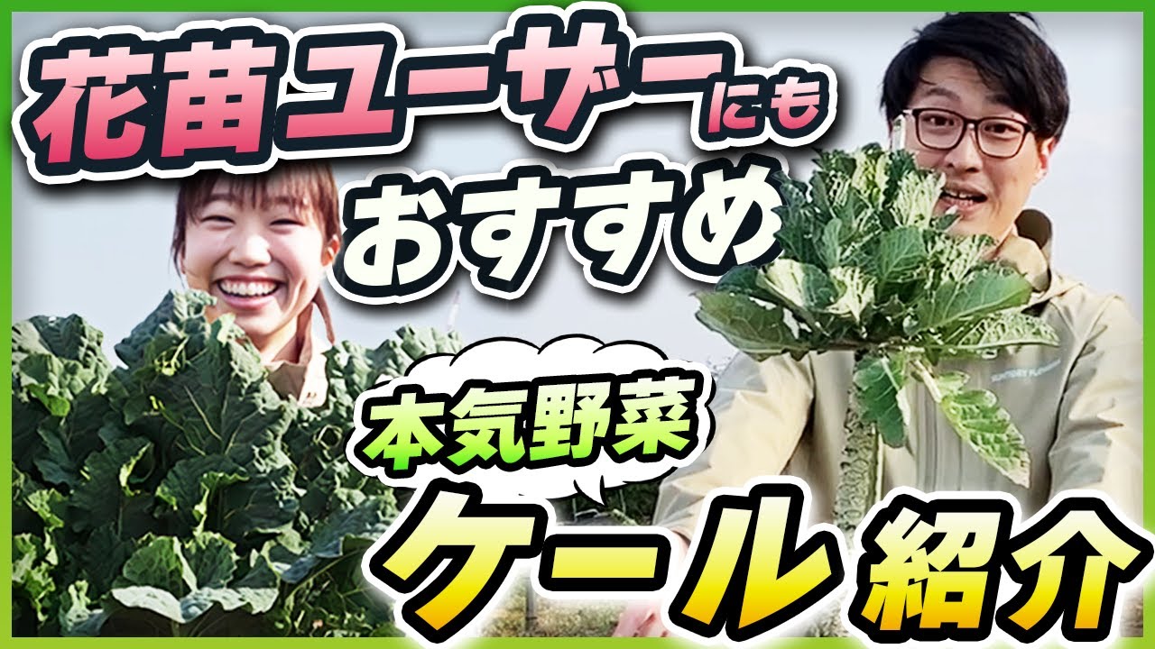 【家庭菜園】ガーデニングの楽しさ倍増！美味しい「おばんざいケール」の育て方