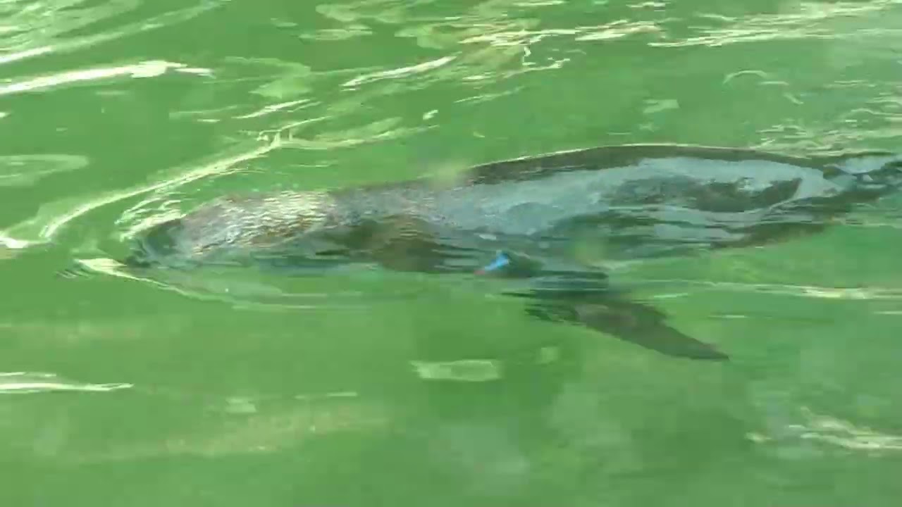 SAINT-AIGNAN (LOIR-ET-CHER) - LE ZOOPARC DE BEAUVAL
