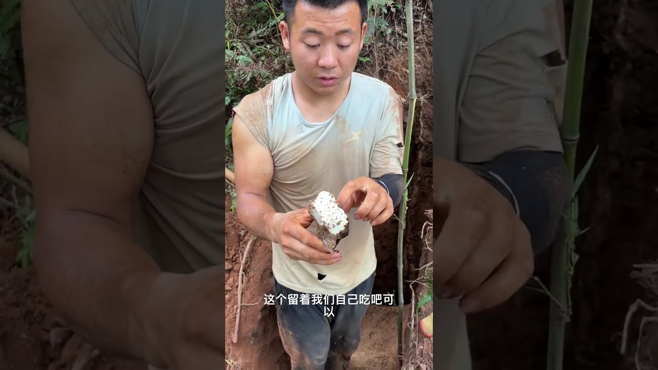 #野生山药 #新农人 #山货 老坑出大货，是真的😂😂😂