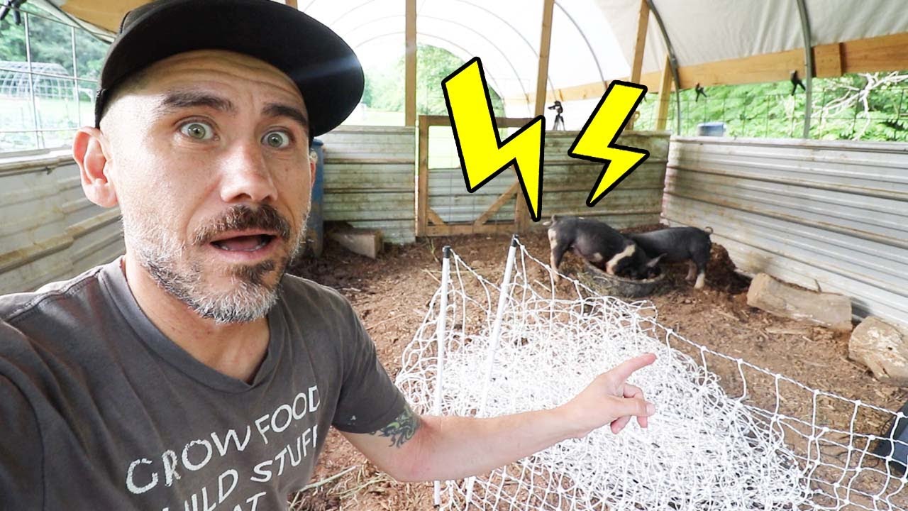 Training Pigs to electric fence before we move them on grass/ Vlog